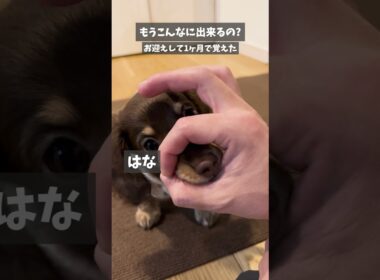 もうこんなに出来るの？お迎えして1ヶ月で覚えた#ミニチュアダックスフンド#ちゃちゃまるの短足ファミリー