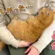 パパとの３日ぶりの再会で抱きついて離れなくなった猫が可愛すぎる！