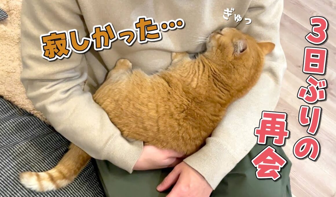 パパとの３日ぶりの再会で抱きついて離れなくなった猫が可愛すぎる！