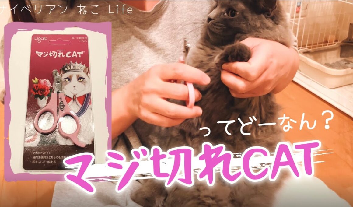 【サイベリアン子猫】マジ切れねこ