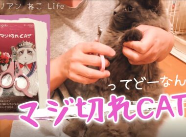 【サイベリアン子猫】マジ切れねこ