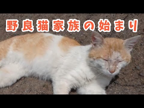 野良猫一家、ボス猫のチャチャ！！