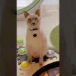 猫目線でおやつタイム🐱📷｜首輪カメラPOV