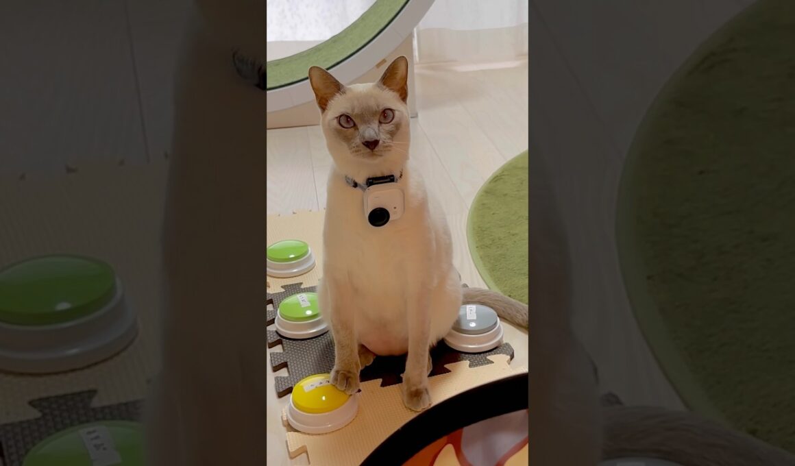 猫目線でおやつタイム🐱📷｜首輪カメラPOV