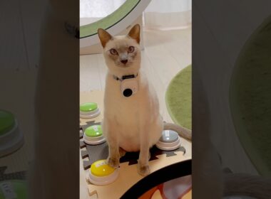 猫目線でおやつタイム🐱📷｜首輪カメラPOV