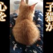 保護した怖がり子猫が心をゆるしてくれたのはなぜ？