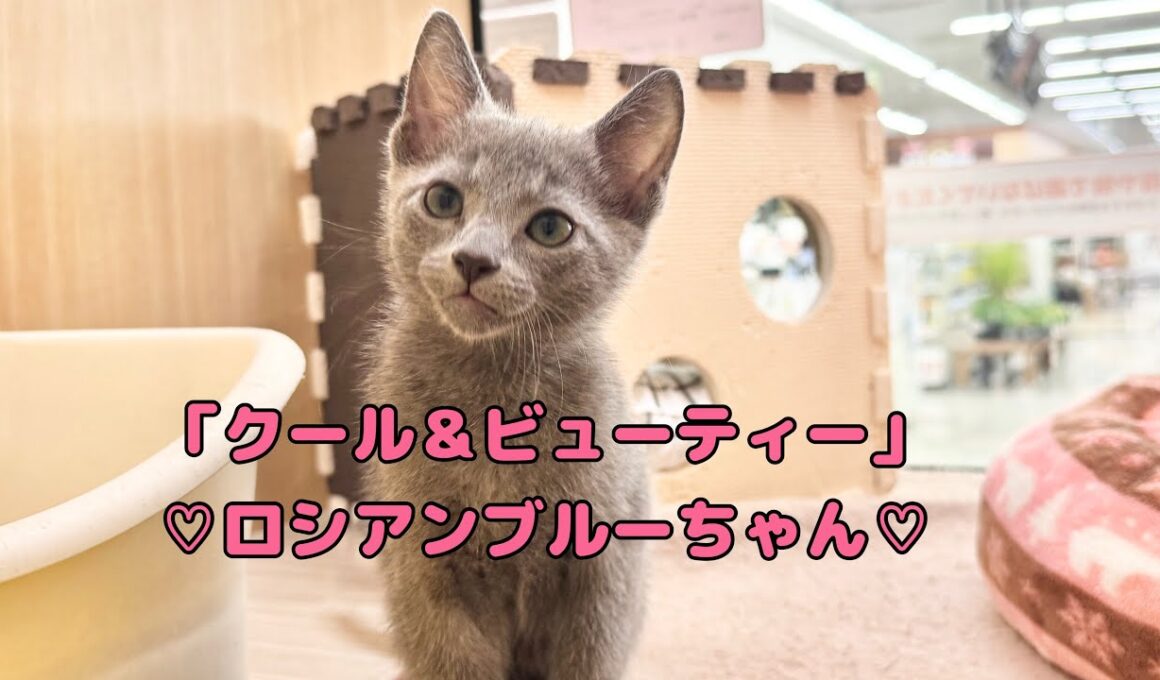 2025.10.20 カッコ可愛いプリンス！ロシアンブルーちゃん♡