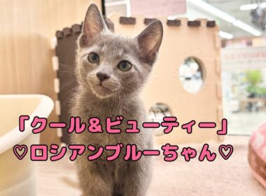 2025.10.20 カッコ可愛いプリンス！ロシアンブルーちゃん♡