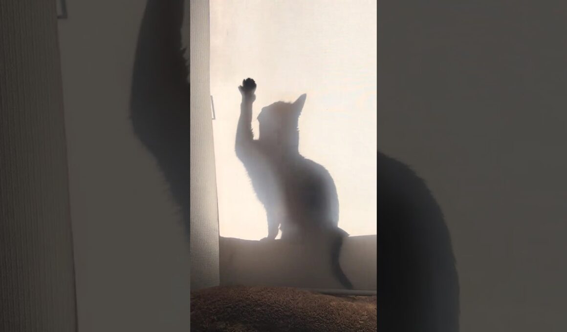 続々！実家でひなたぼっこねこ　#cat #ねこ #アビシニアン