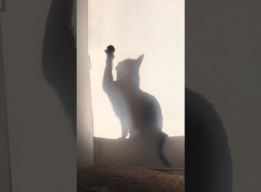 続々！実家でひなたぼっこねこ　#cat #ねこ #アビシニアン