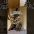 202601/10今日のかしちゃん #猫 #ペルシャ #カシス #cat #猫のいる暮らし
