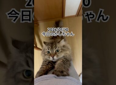 202601/10今日のかしちゃん #猫 #ペルシャ #カシス #cat #猫のいる暮らし