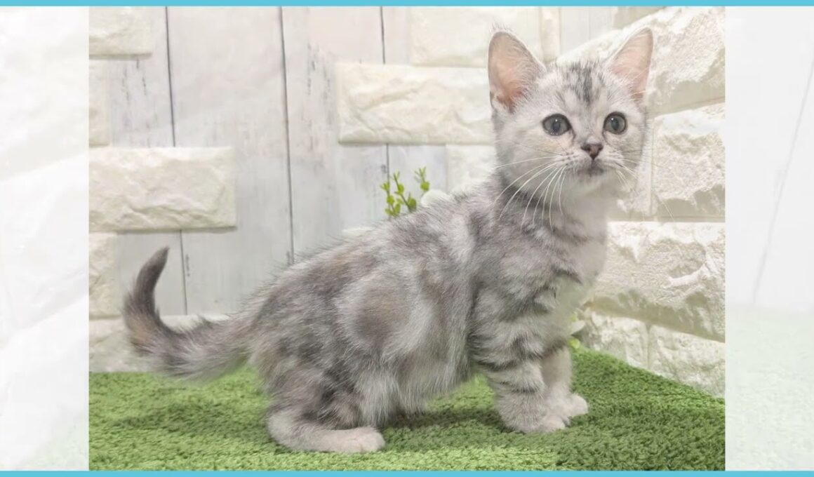 ペットショップcoo&riku No.00744086 アメリカンカール（立ち耳）