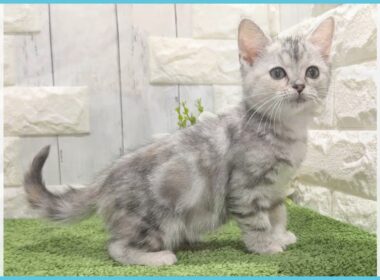 ペットショップcoo&riku No.00744086 アメリカンカール（立ち耳）