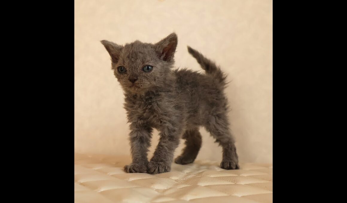 セルカークレックス子猫　Selkirk Rex　2025.12.4産まれ　ブルー　巻き毛　女の子　シーダキャット猫のお店