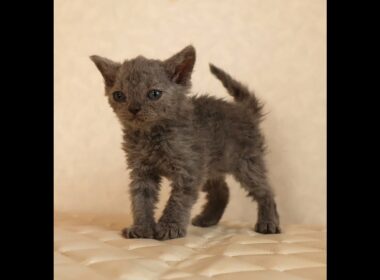 セルカークレックス子猫　Selkirk Rex　2025.12.4産まれ　ブルー　巻き毛　女の子　シーダキャット猫のお店