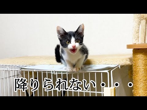 降りられないフリをして甘える子猫