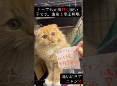 何故かキャンセル😭　里親募集中　#里親募集中子猫アゴはネコ