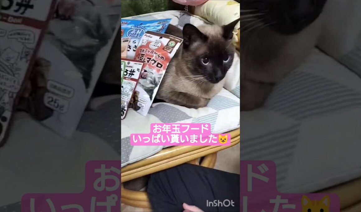 ちょこさん😺お年玉を貰いました😸 #シャム猫 #たぬき猫 #ねこのいる生活 ねこ