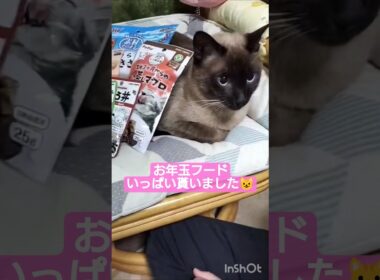 ちょこさん😺お年玉を貰いました😸 #シャム猫 #たぬき猫 #ねこのいる生活 ねこ