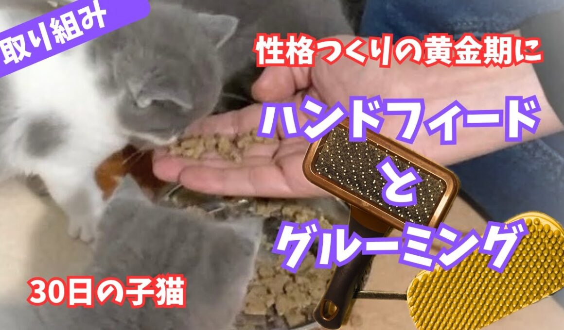 【重要】子猫の時の学び【シャルトリュー✖️ブリティッシュショートヘア】
