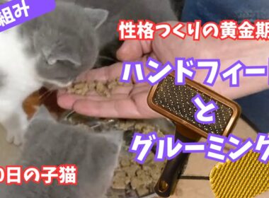 【重要】子猫の時の学び【シャルトリュー✖️ブリティッシュショートヘア】