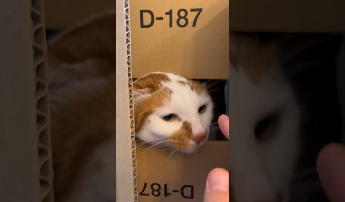 猫ホイホイ#日本猫 #ねこ #保護猫 #cat