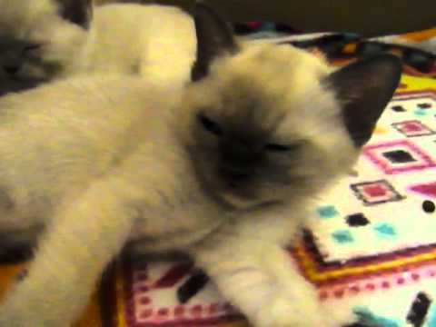 トンキニーズ　子猫　豊田ケネル