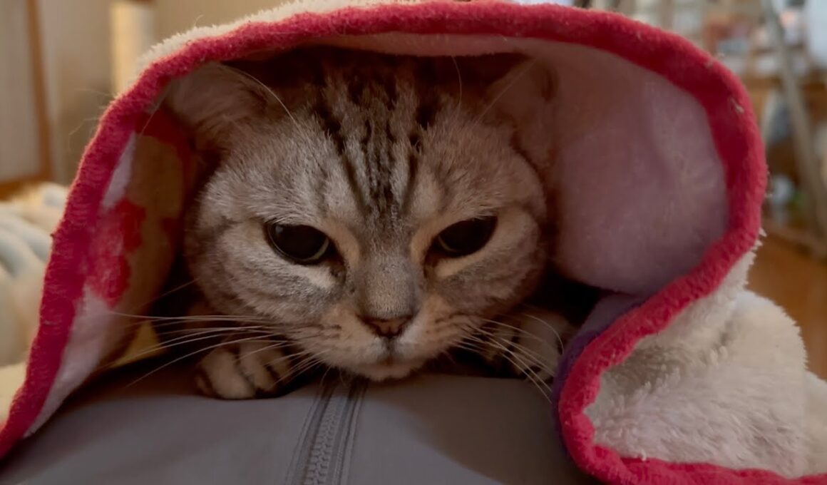 お腹の上で毛布にくるまるアメリカンショートヘアのあいちゃんがかわいすぎました