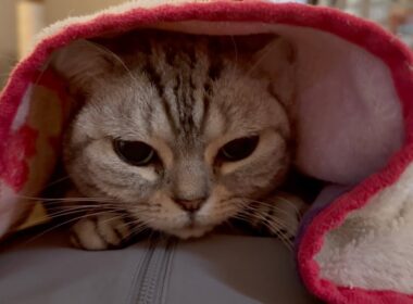 お腹の上で毛布にくるまるアメリカンショートヘアのあいちゃんがかわいすぎました