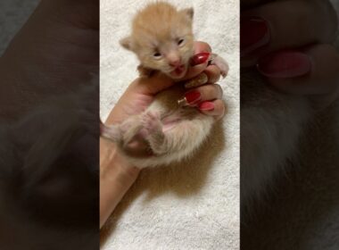 子猫の頃のうちの猫🐱鳴き声ASMR？思い出ショート動画🎥 #子猫 #猫 #cat #kitten