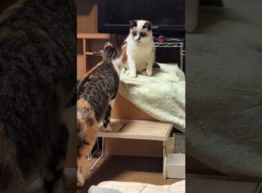 シャムのパンダ、グルーミングしてたら、三毛猫ミックスが来て、なにの顔💦