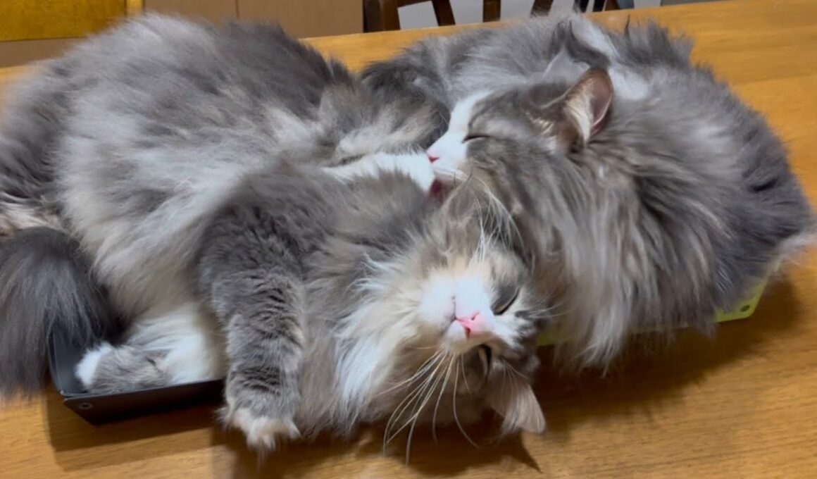 【兄弟‼︎‼︎】仲良しすぎる、ノルウェージャンフォレストキャットの兄弟がカワイイ💖