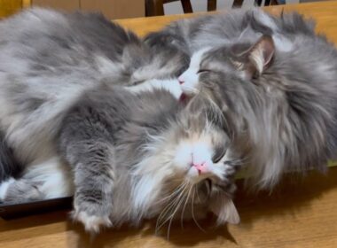 【兄弟‼︎‼︎】仲良しすぎる、ノルウェージャンフォレストキャットの兄弟がカワイイ💖
