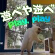 バーマン猫ラフとガブ【遊べや遊べ】Play, play（バーマン猫）Birman/Cat