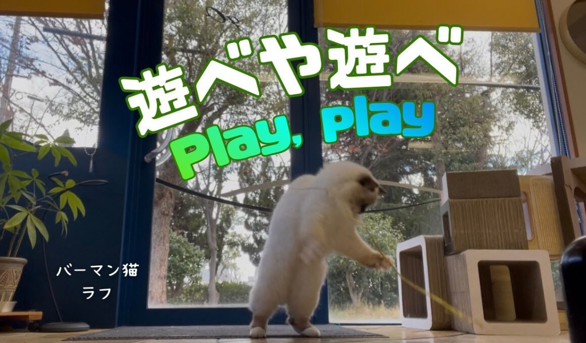 バーマン猫ラフとガブ【遊べや遊べ】Play, play（バーマン猫）Birman/Cat