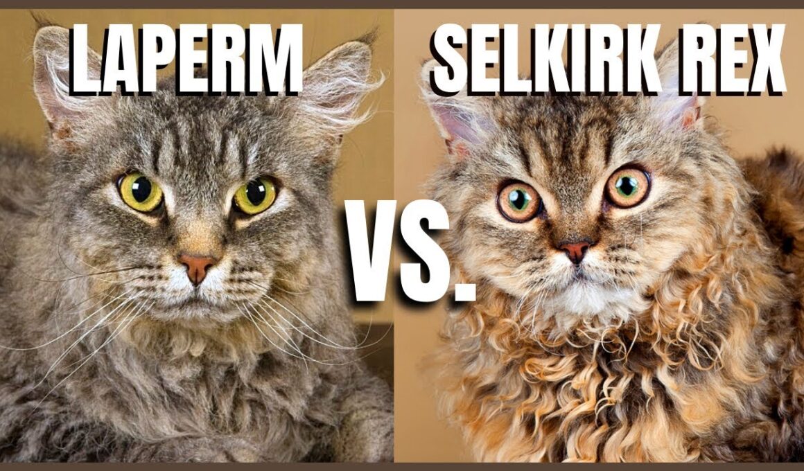 LaPerm Cat VS. Selkirk Rex Cat