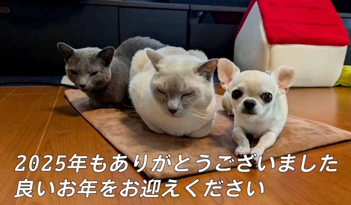 【ロシアンブルー×トンキニーズ×チワワ】2025年 写真と動画で振り返り（#155 ）