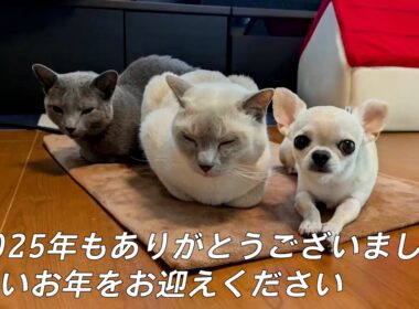 【ロシアンブルー×トンキニーズ×チワワ】2025年 写真と動画で振り返り（#155 ）