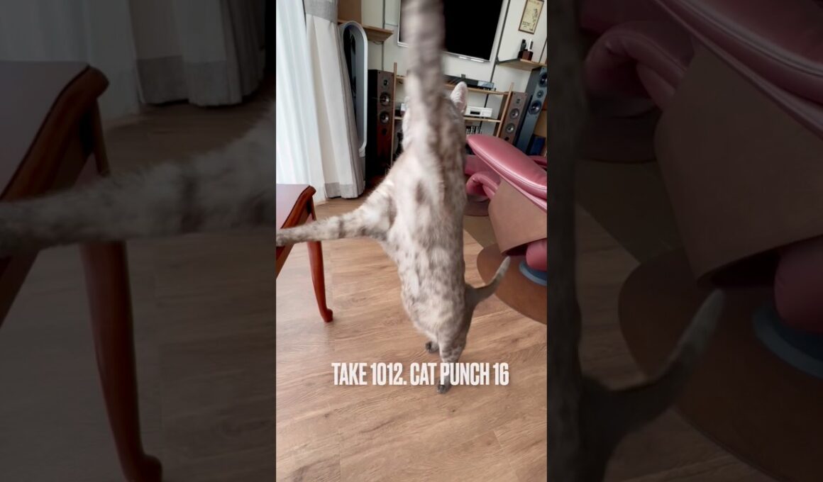 #後ろ足立ち #小顔猫 #キャットパンチ #catpunch #エジプシャンマウスモーク  # #egyptianmaucat #エジプシャンマウ #shorts #猫あるある