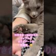 愛猫が〇〇とイチャつく理由とは⁉️  #猫 #ロシアンブルー #catshorts #shorts