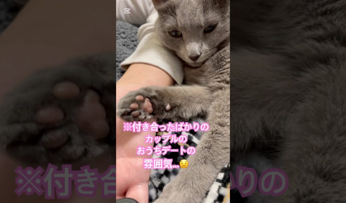愛猫が〇〇とイチャつく理由とは⁉️  #猫 #ロシアンブルー #catshorts #shorts