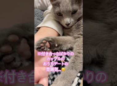 愛猫が〇〇とイチャつく理由とは⁉️  #猫 #ロシアンブルー #catshorts #shorts