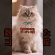 【ペルシャ①】数百年かけたゴージャス猫 #shorts #動物 #雑学 #猫 #ネコ