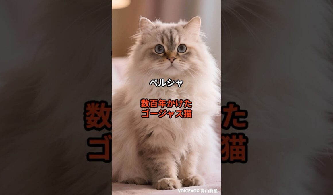 【ペルシャ①】数百年かけたゴージャス猫 #shorts #動物 #雑学 #猫 #ネコ