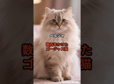 【ペルシャ①】数百年かけたゴージャス猫 #shorts #動物 #雑学 #猫 #ネコ