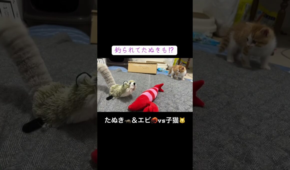 たぬき🦝＆エビ🦐vs子猫🐱 ##cat  #猫  #ねこ  #保護猫 #cute #猫のいる暮らし #kitten #shorts  #子猫 #こねこ