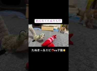 たぬき🦝＆エビ🦐vs子猫🐱 ##cat  #猫  #ねこ  #保護猫 #cute #猫のいる暮らし #kitten #shorts  #子猫 #こねこ