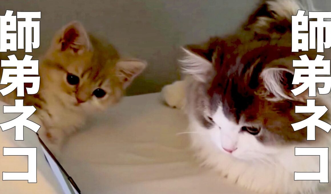 危険が危ない、師匠ネコ＆弟子ネコ【アフレコ】