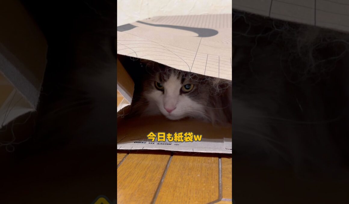 今日も紙袋w #ノルウェージャンフォレストキャット #ターキッシュアンゴラ #cat #ねこ #shorts